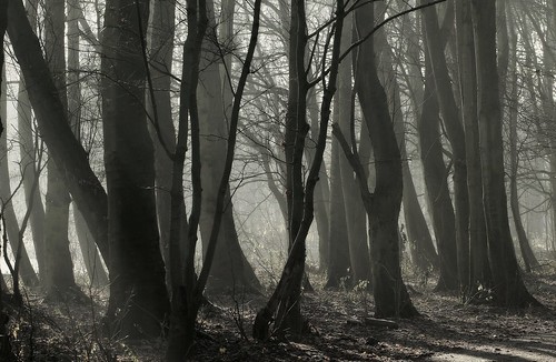 trees winter sunlight mist fog bomen rotterdam zonlicht schiebroeksepark