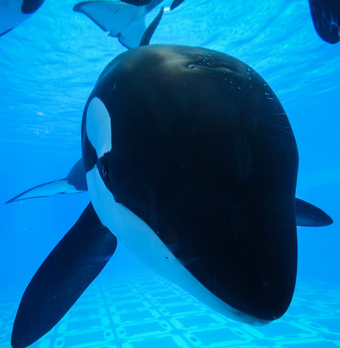 eye orlando underwater florida dolphin killer whale orca seaworld kayla shamu swf cetacean uwv swo underwaterviewing shamuupclose