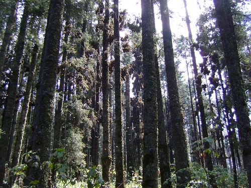 viaje méxico butterfly madera woods sierra bosque monarch árbol monte michoacán mariposa tronco senderismo cabaña ecoturismo santuario danaus plexippus mejico monarca angangue