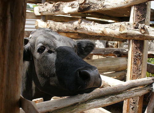 Global Agenda Visit to Ol Kalou: Dairy cow