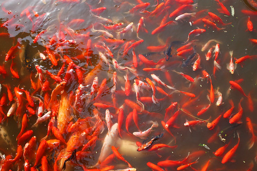 china fish yibin cuipingpark