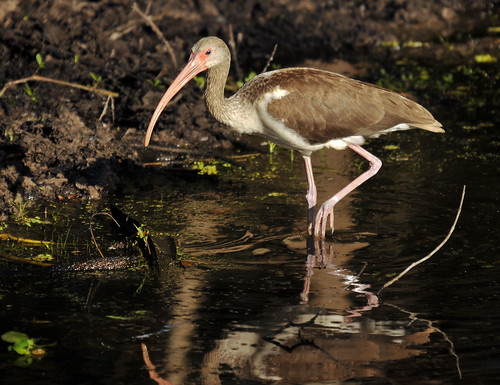 bird nature florida wildlife ibis swamp wetlands palmdale avian fisheatingcreek fisheatingcreekwildlifemanagementarea