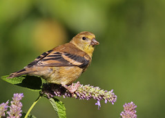 American Goldfinch...#3