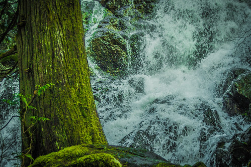 trees tree water creek waterfall rainforest vancouverisland cedar sooke sookehills greatervictoria