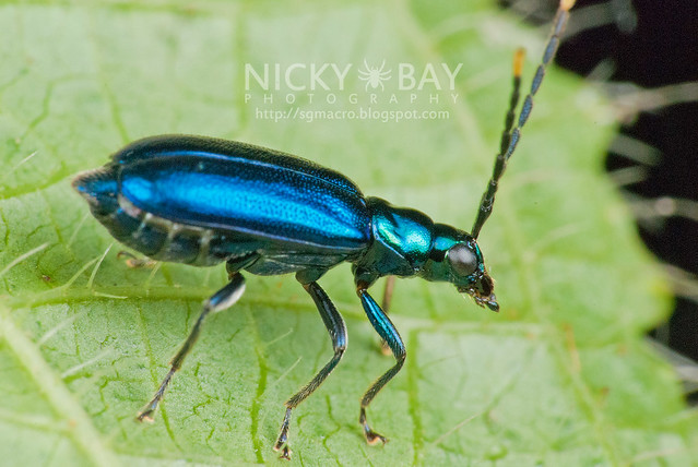 Blue Beetle - DSC_4684
