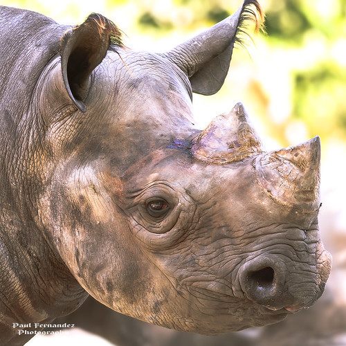florida miami rhino rhinoceros blackrhino blackrhinoceros metrozoo miamimetrozoo rhinocerosblack rhinoblack