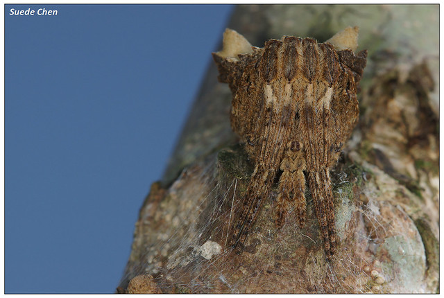 無鱗尖鼻蛛(多角錐頭蜘蛛) Poltys illepidus L. C. Koch, 1843