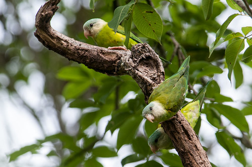 birds animals ecuador parrots loja animalia vertebrates psittacidae graycheekedparakeet brotogerispyrrhoptera