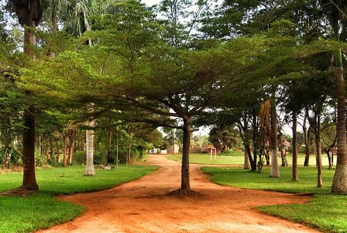 natur uganda bäume