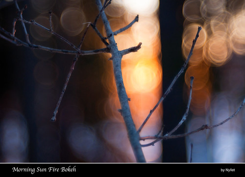 winter sun tree sunrise glow bokeh backlit twigs meyeroptikgörlitztrioplan10028