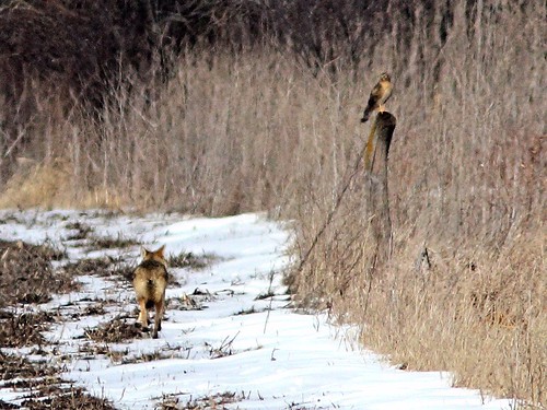 Coyote and female harrier 2-20130225