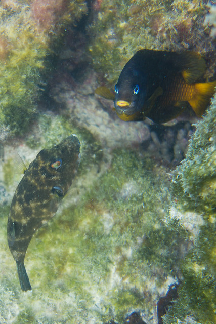 Galapagos fishes