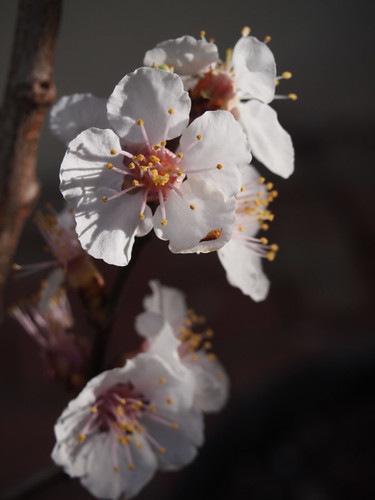 apricot blossoms - P3080274