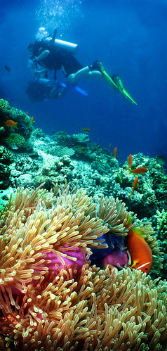 underwater diving anemones maldives photoshop7 mdv ariatoll angaga canonixus980is diverswet bavarianstitusandmarion inons2000flashgun inonufl165adfisheye maldiveanemonefishes