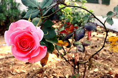 Rose Garden In The Winter