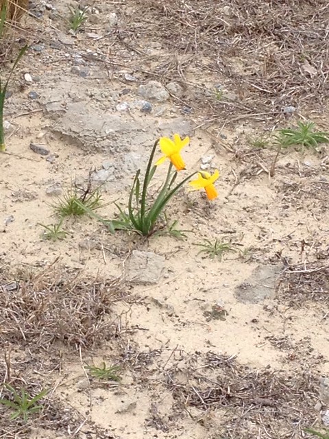 Daffodils in the sand