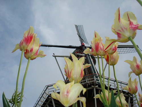 windmillisland tulips windmill hollandmichigan flower 1000views onethousandviews
