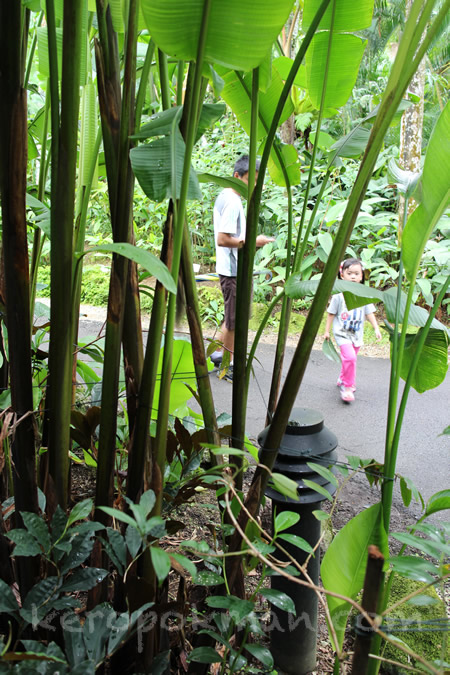 Weekend Brunch @ Halia, Singapore Botanic Gardens