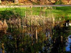 Ringwood State Park Pond_2873