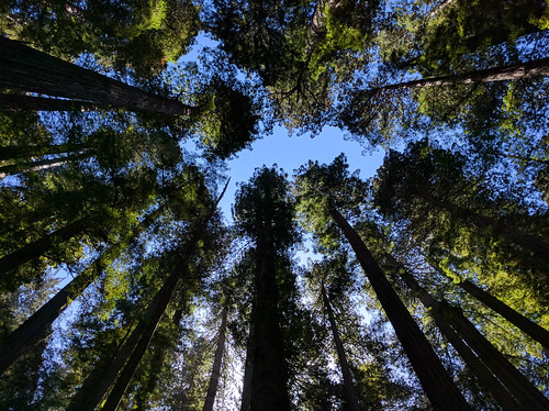 crescentcity california unitedstates sequoiasempervirens jedediahsmith