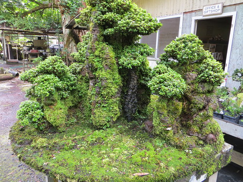 trees plants hawaii bonsai azalea bigisland hilo kurtistown fukubonsaiculturalcenter