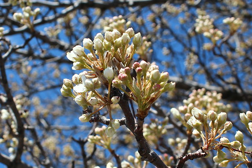 virginia spring blossom va buds 365 bradfordpear roanokeva 2013 032913