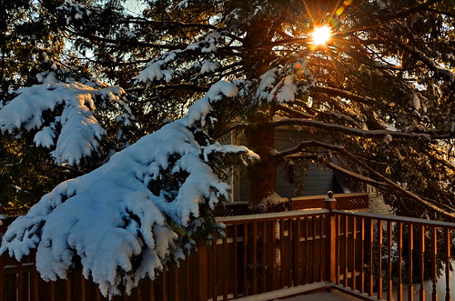 winter snow storm tree sunrise backyard orleans branches ottawa scene heavy heights spruce queenswood
