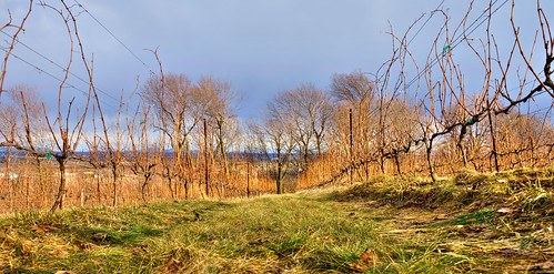 landscape vineyard raw agriculture lowview tonemapped