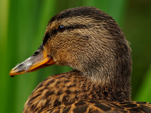 nature wildlife ngc ducks npc mallards