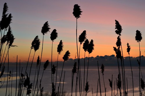 ontario sunrise reeds nikon scarborough lakeontario cliffside scarboroughbluffs d7000