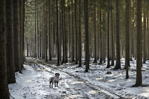 schnee winter dog snow forest hund wald