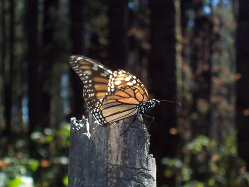 Monarch Butterfly Migration in Michoacan, Mexico