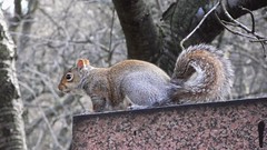 a short chat with a squirrel 06