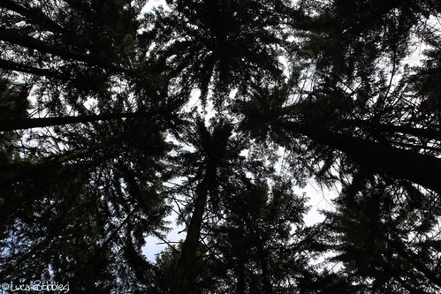tree nature silhouette woods trentino bosco ef1740mmf4lusm canoneos40d piandeipradi