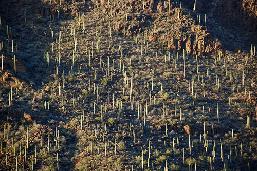 sunset arizona cactus tucson saguaro sonorandesert tucsonmountainpark gatespass tucsonmountains