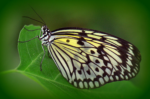 white black macro green nature closeup butterfly edinburgh exotic tropical naturalworld edinburghbutterflyandinsectworld