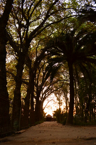 park parque trees sunset atardecer arboles casacolonial casonacalicanto fundoelmariscal