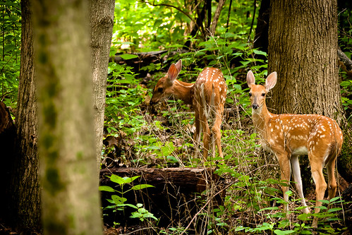 animals forest nikon places deer fawn d300 fotocompetitionbronze