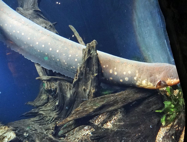 electric-eel georgia aquarium hours