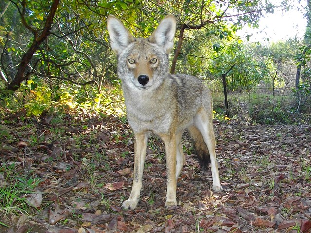 female coyote