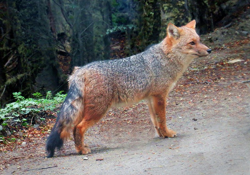 Patagonian Red Fox