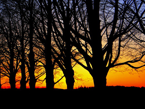 trees winter sunset shadow red orange ontario canada yellow maple dusk