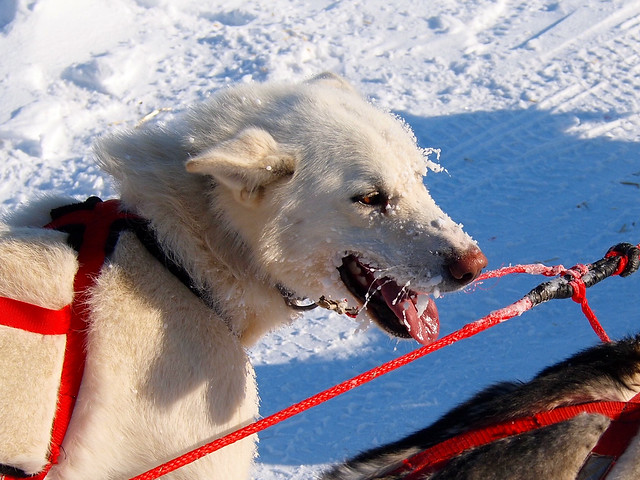 Wapusk Adventures sled dog