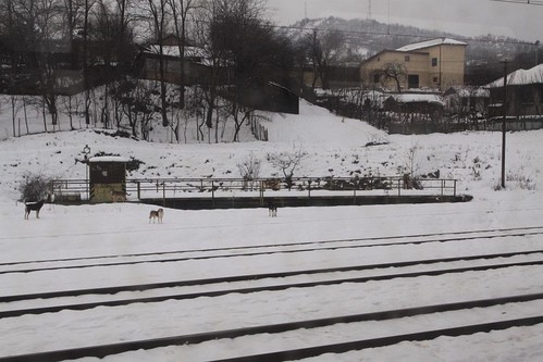 Stray dogs beside the railway turntable at Cîmpina station