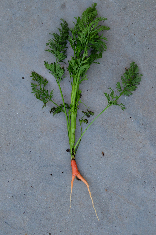 our carrots