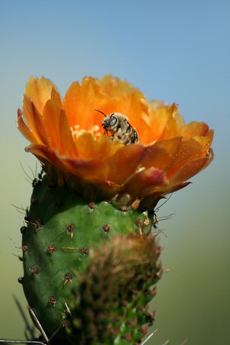 cactus flower fleur mexico flor bee abelha hana mexique thorn abeja fiore baum abeille mexiko 華 dorn messico spina はな épine 墨西哥 sanluispotosí espina メキシコ mekishiko villadearriaga