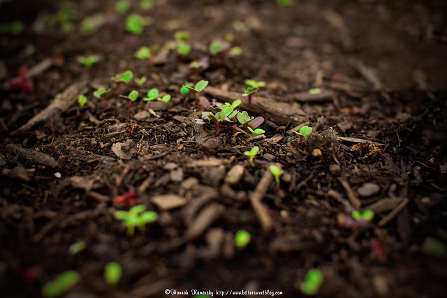 Sprouts for Spring - BitterSweet