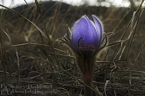 life flower macro closeup spring purple growth cycle growing emerging effect orton d60
