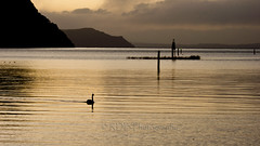 Motuoapa - Lake Taupo and Swans in the Dusk 4
