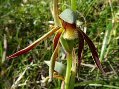Rattle beak orchid